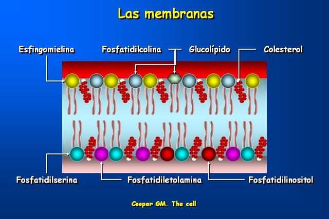 Sin Nombre