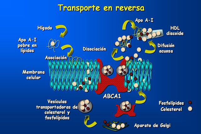 Sin Nombre